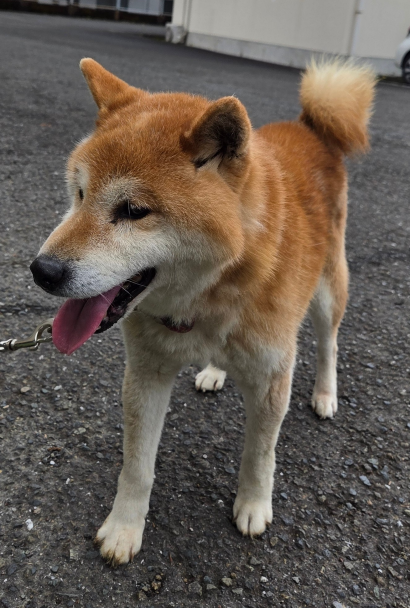 20250323犬