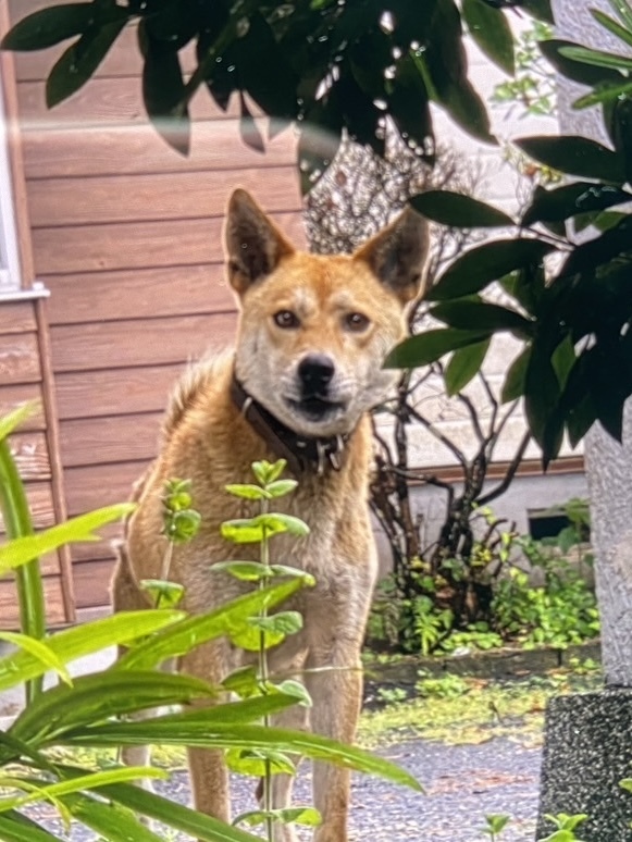 20260618犬